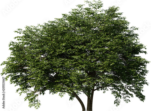 tree, isolated, green, nature, white, plant, branch, leaf, summer, forest, single, oak, leaves, environment, one, trunk, wood, spring, natural, foliage, big, life, growth, season, 3d