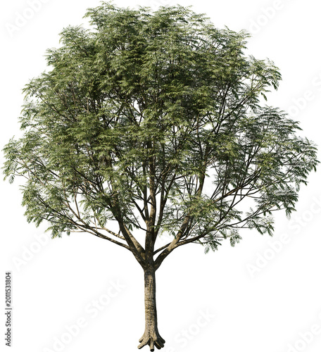 tree, isolated, green, nature, white, plant, branch, leaf, summer, forest, single, oak, leaves, environment, one, trunk, wood, spring, natural, foliage, big, life, growth, season, 3d