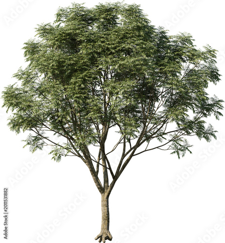 tree, isolated, green, nature, white, plant, branch, leaf, summer, forest, single, oak, leaves, environment, one, trunk, wood, spring, natural, foliage, big, life, growth, season, 3d