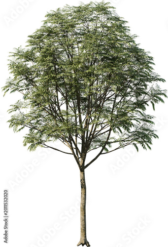 tree, isolated, green, nature, white, plant, branch, leaf, summer, forest, single, oak, leaves, environment, one, trunk, wood, spring, natural, foliage, big, life, growth, season, 3d