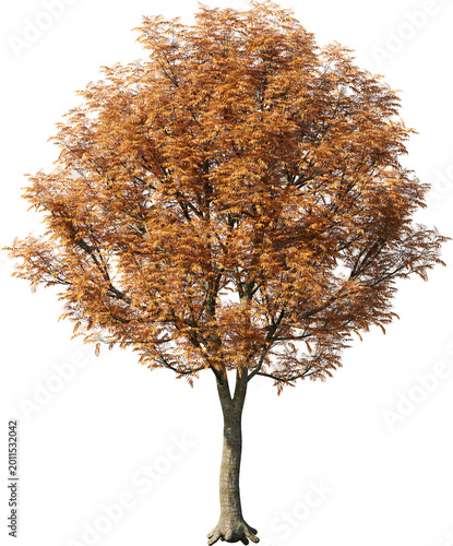 tree, isolated, green, nature, white, plant, branch, leaf, summer, forest, single, oak, leaves, environment, one, trunk, wood, spring, natural, foliage, big, life, growth, season, 3d