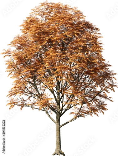 tree, isolated, green, nature, white, plant, branch, leaf, summer, forest, single, oak, leaves, environment, one, trunk, wood, spring, natural, foliage, big, life, growth, season, 3d