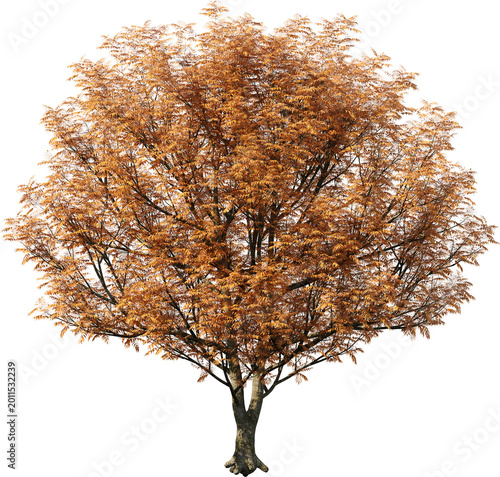 tree, isolated, green, nature, white, plant, branch, leaf, summer, forest, single, oak, leaves, environment, one, trunk, wood, spring, natural, foliage, big, life, growth, season, 3d