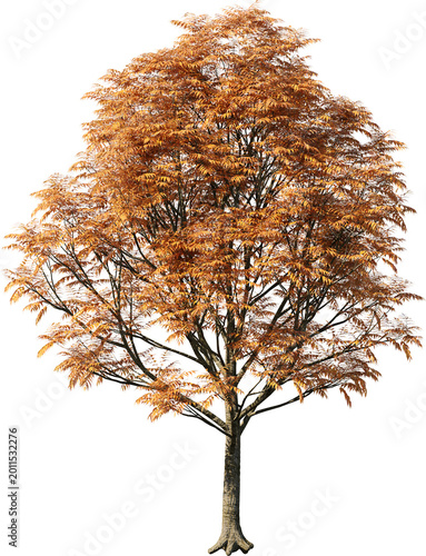 tree, isolated, green, nature, white, plant, branch, leaf, summer, forest, single, oak, leaves, environment, one, trunk, wood, spring, natural, foliage, big, life, growth, season, 3d