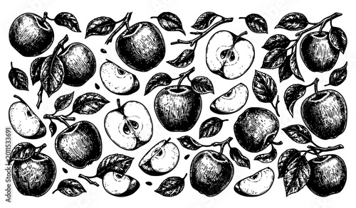 Tableau sur toile Antique style apple engraving vector with hand drawn fruits and leaves in natura