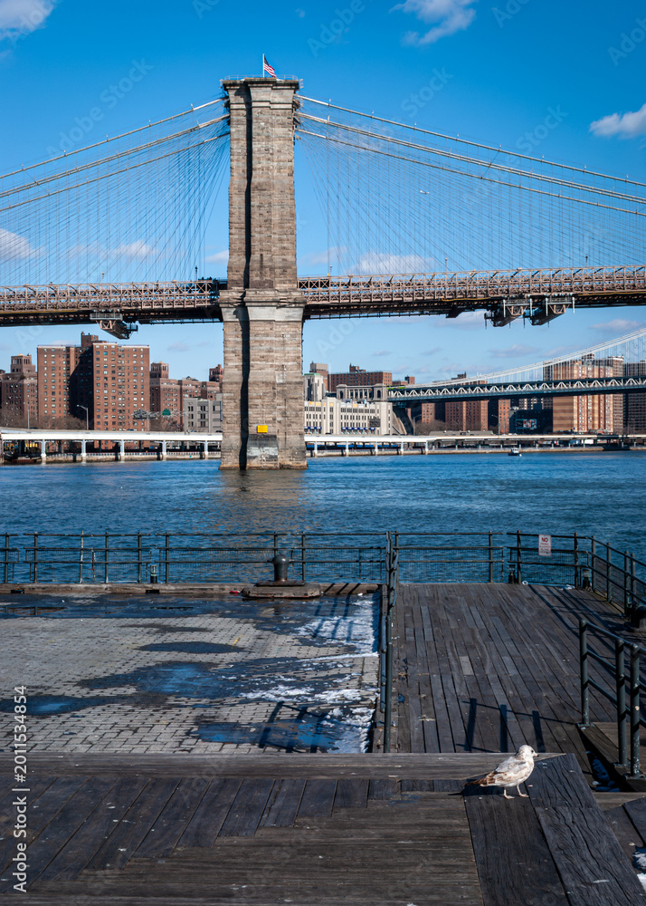 Fototapeta premium Brooklyn Bridge Pigeon