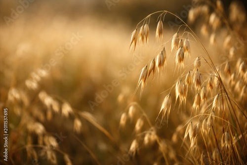 Wild oat crop Avena fatua sterilis with empty copy space for text placement