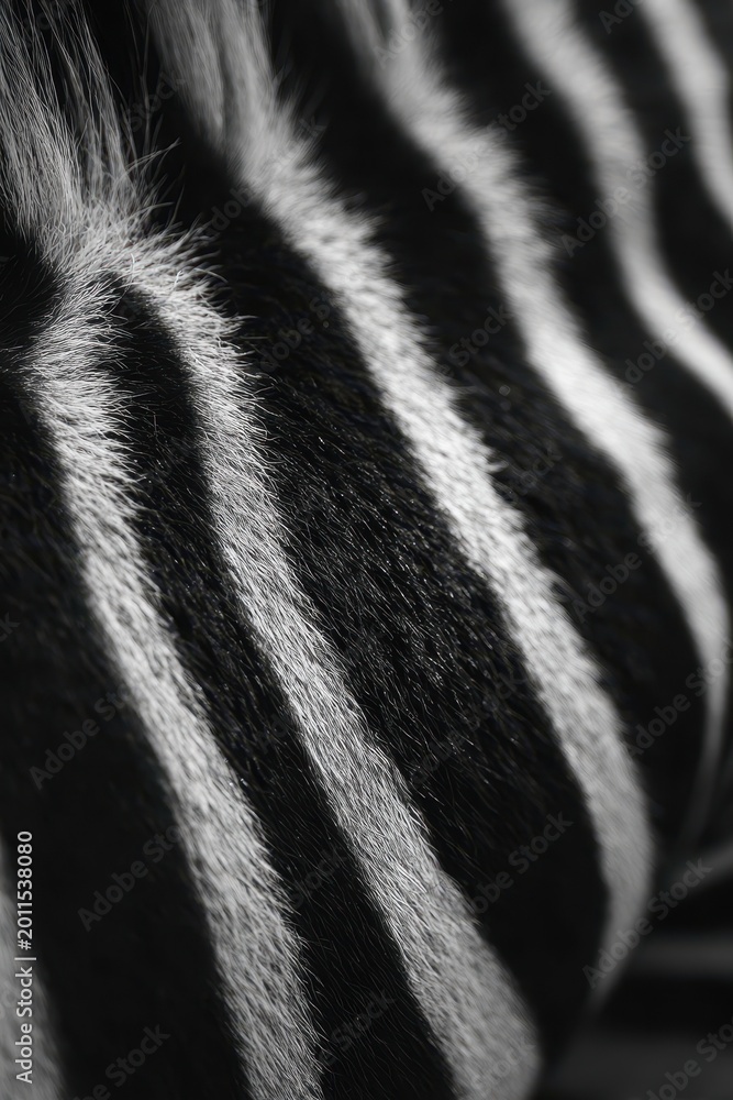 Fototapeta premium Macro close-up of zebra fur texture showing bold black and white stripes