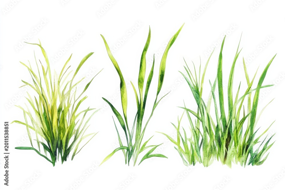 Fototapeta premium Three types of grass plants are shown on a white background