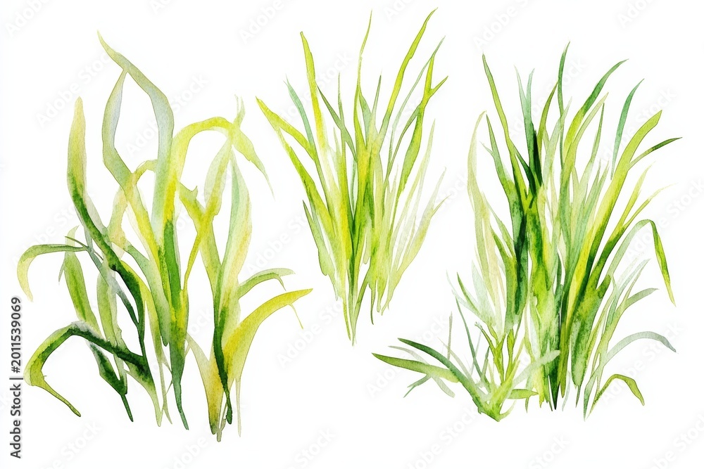Fototapeta premium Various types of green grass in simple watercolor style on white background