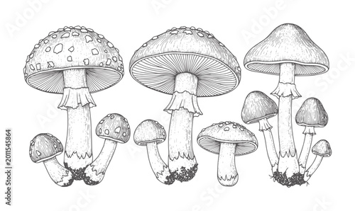 Foto Vintage of assorted mushrooms with caps and stems fungus nature forest