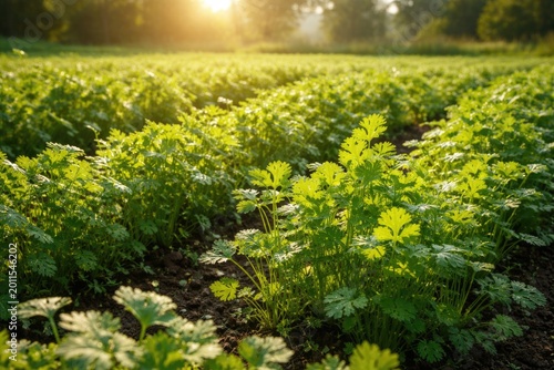Sunlit coriander field with fresh green plants growing vigorously in natural setting