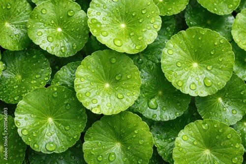 Overhead shot of bright Centella asiatica leaves with fresh water beads on white