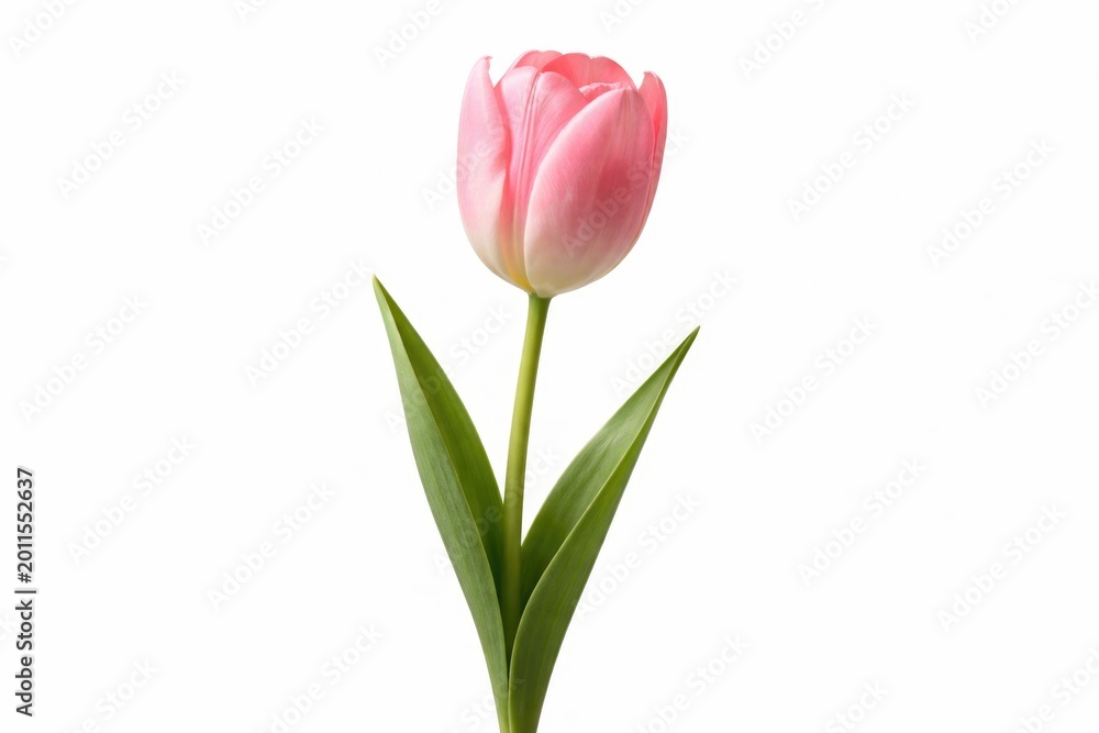 Fototapeta premium Single fresh tulip flower showcased against plain white surface