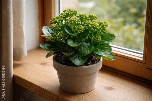 Potted Kalanchoe blossfeldi...