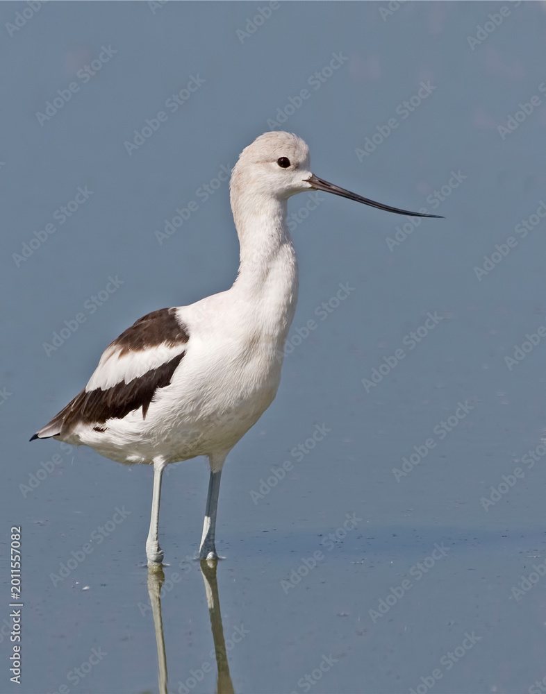 Obraz premium Vertical of an American Avocet, Recurvirostra americana
