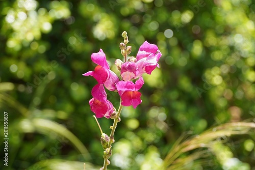 Obraz na plátně Snapdragon, or Antirrhinum majus, pink flowers