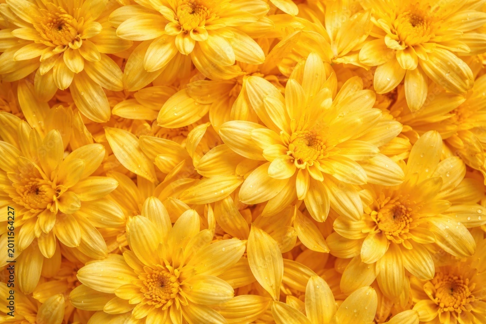 Fototapeta premium Yellow chrysanthemum petals forming a cheerful natural background scene