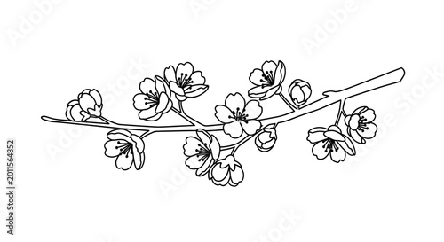 Detailed drawing of cherry blossoms on branch.