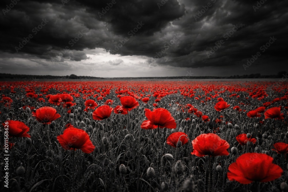 Obraz premium Selective color photo of red poppies on open field with dramatic dark clouds