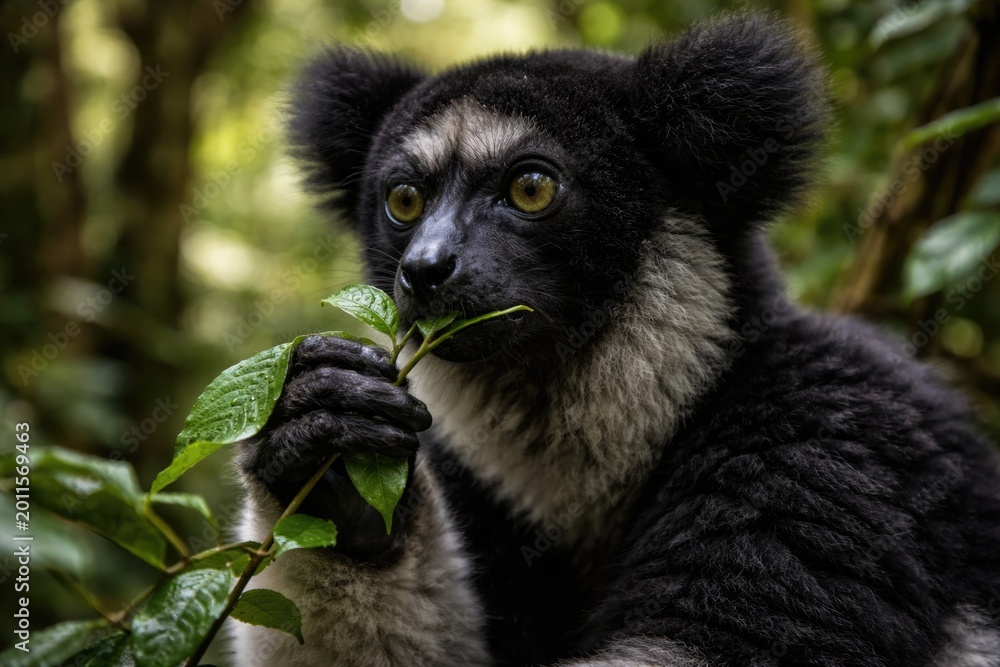 Fototapeta premium Close up of black and white indri indri lemur browsing leaves in natural habitat