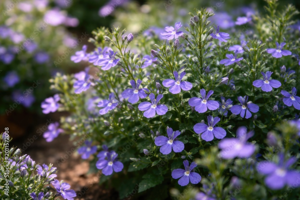 Fototapeta premium Closeup view of small Lobelia erinus blooms enhancing garden decor scene