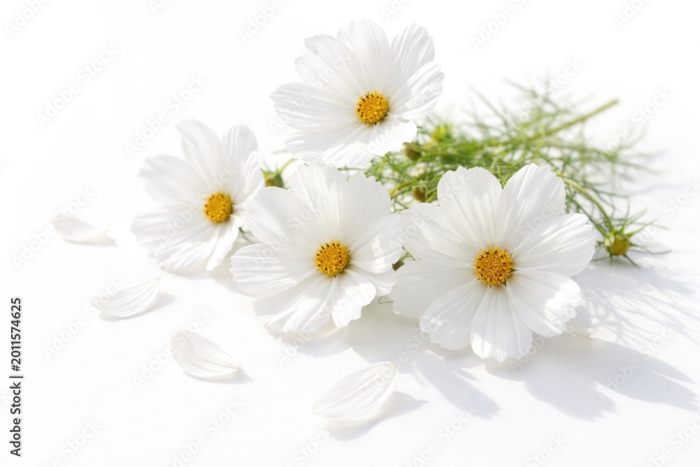 Fototapeta premium White Cosmea blossoms carefully placed on a bright white backdrop emphasizing natural elegance