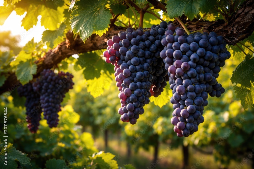 Fototapeta premium Vibrant grape clusters growing on woody vine amid vineyard foliage