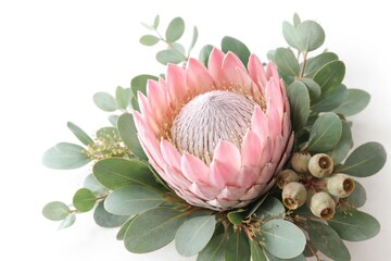 Stunning pink King protea flower bordered by eucalyptus leaves and gum nuts against a clean white background for copy