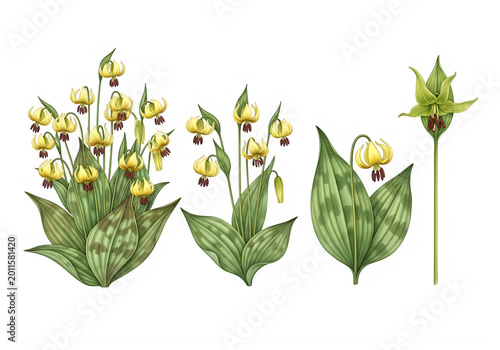 Green leaves with gold berries on vine vector