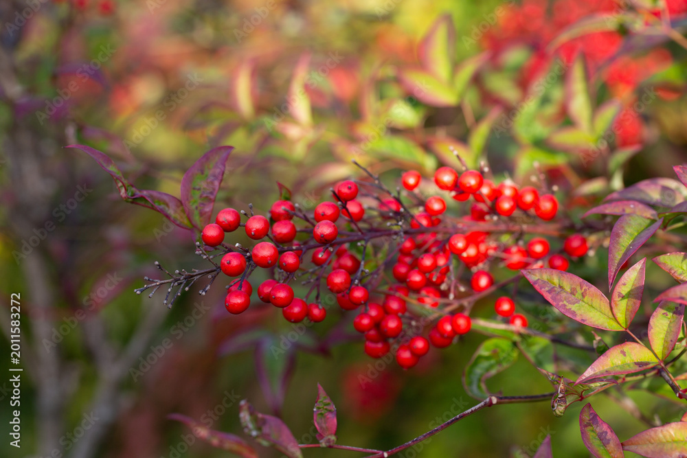 Obraz premium Red ripe berries on a branch in a blurred garden background. Nandina domestica in January. Natural berry red background.