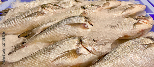Photos Fresh gilthead seabream Sparus aurata on ice in seafood market display, raw whole fish with crushed ice, Mediterranean cuisine, commercial fishing and fresh seafood
