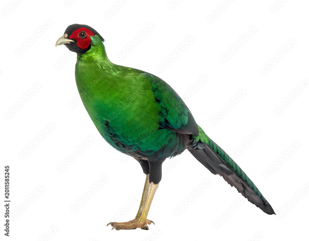 Fototapeta premium Green Pheasant, japanese bird isolated on transparent png