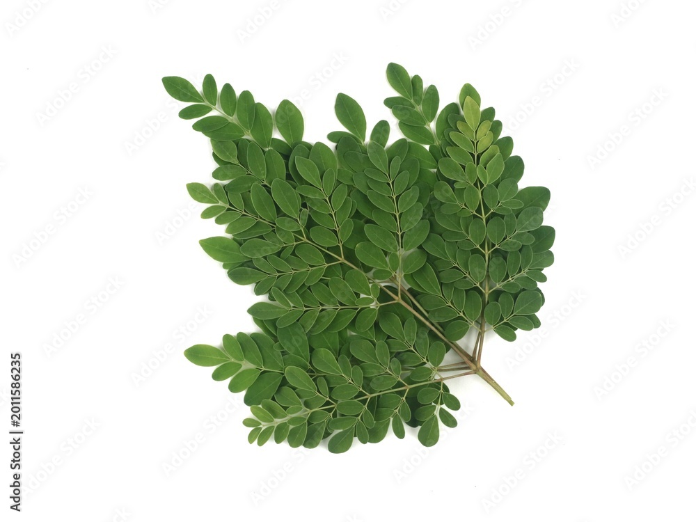 Fototapeta premium A single branch of fresh green moringa oleifera leaves isolated on white background. Ideal for themes involving herbal medicine and healthy supplement