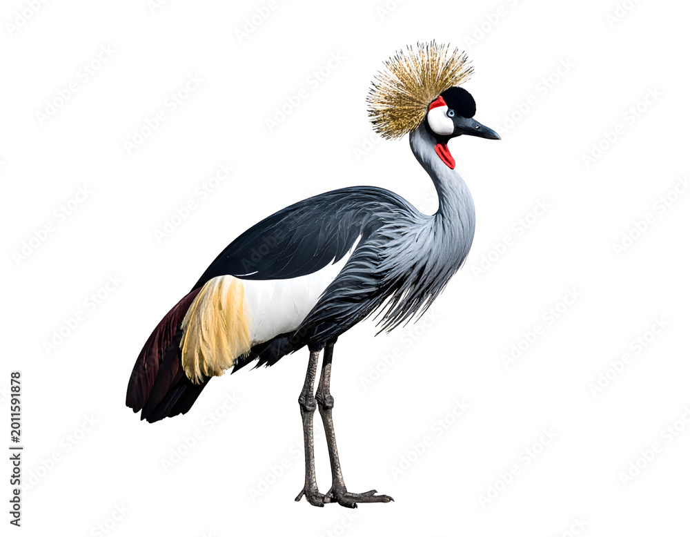 Obraz premium Grey Crowned Crane isolated on transparent png