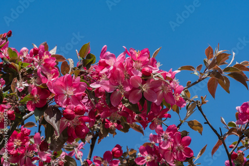 Foto Close-up flowering Niedzwetzky's apple tree