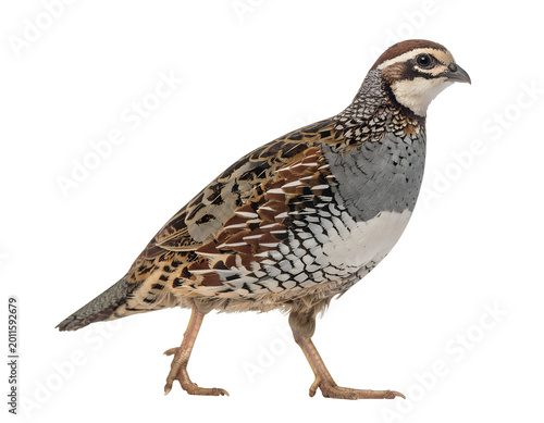 Japanese quail (Coturnix japonica) isolated on transparent png