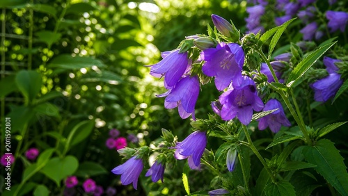 Elegant Purple Campanula Flowers Amid Vibrant Green Foliage