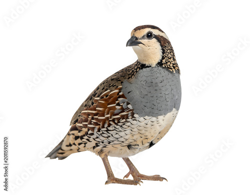 Japanese quail (Coturnix japonica) isolated on transparent png