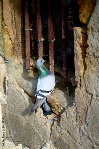 Pigeon
