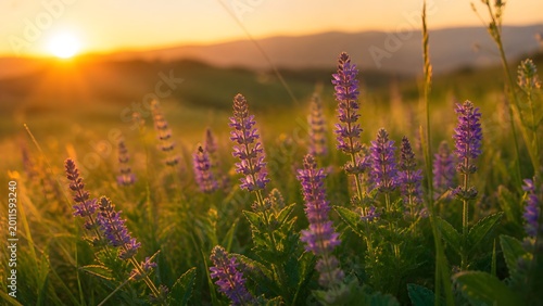 Glowing Meadow of Purple Wildflowers in Warm Evening Light
