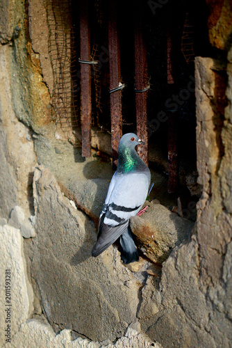 Pigeon