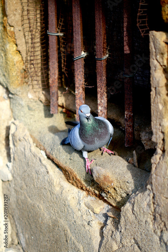 Pigeon