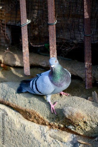 Pigeon