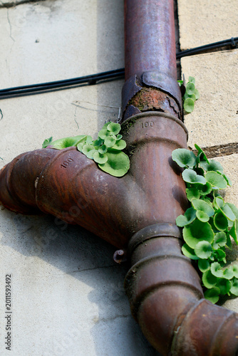 Tuyaux et plante