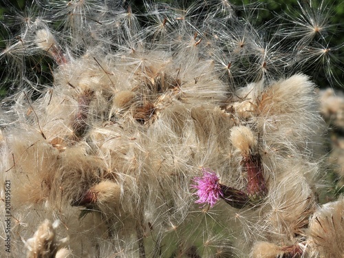 Konstfotografi Ackerkratzdistel, Cirsium arvense, Blüte und Fruchtstnnd