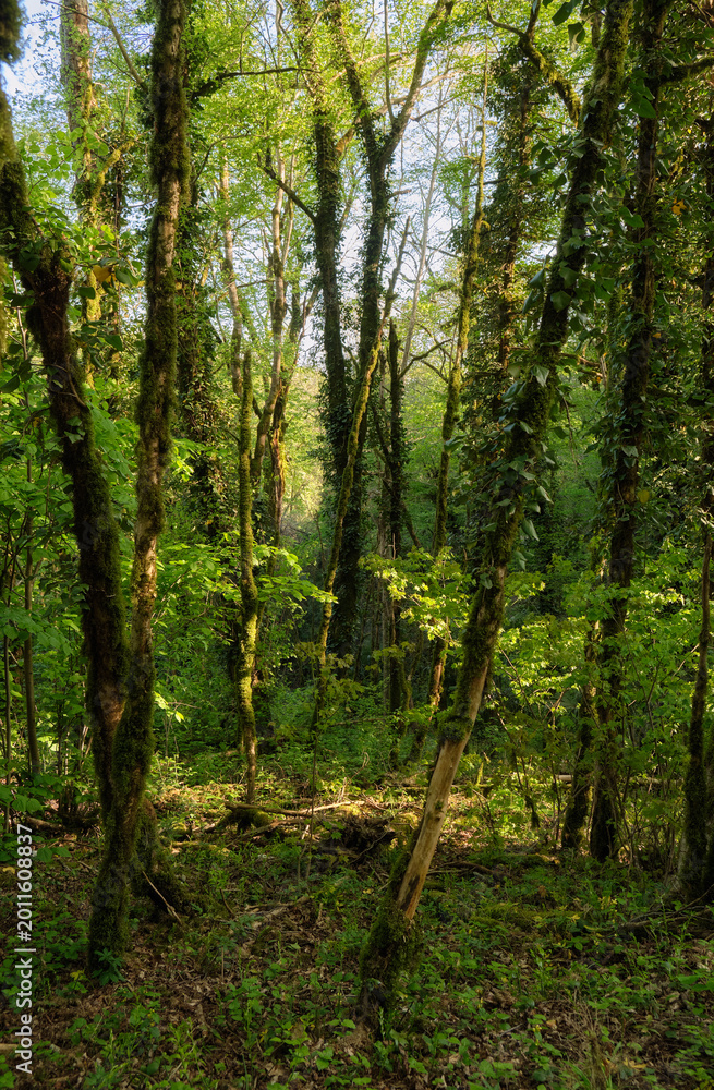 Fototapeta premium The area of Khosta Yew-Boxwood Grove. Sochi.