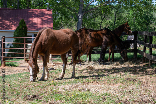 Foto Beautiful horses in a Virginia paddock