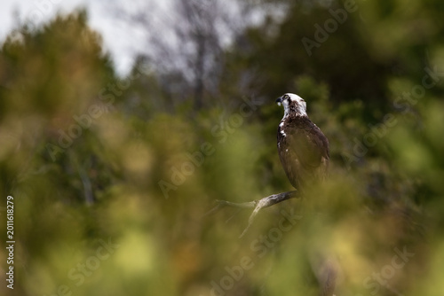 A lone osprey perches among dense Mangrove trees