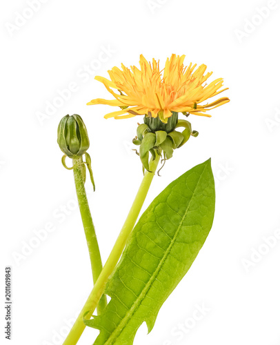 Fotografie Yellow dandelion flower with a closed green bud and a textured leaf on long stems isolated on transparent background